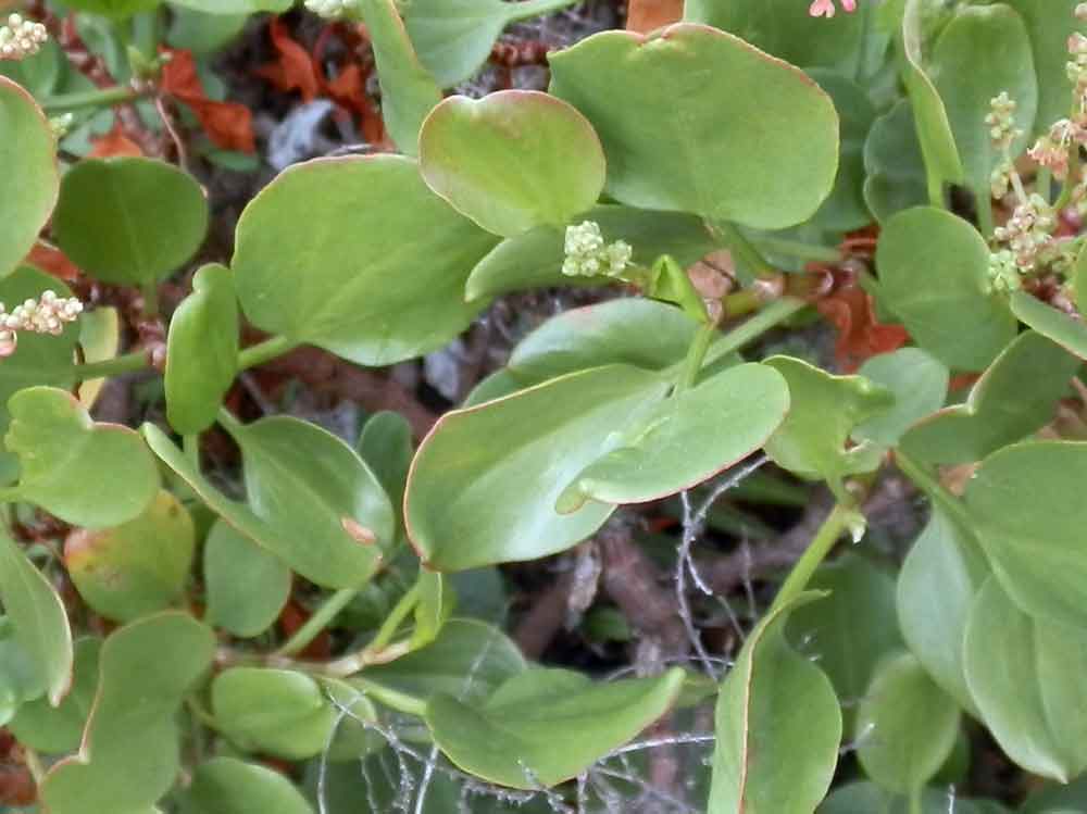 Rumex lunaria L.  - Canarie