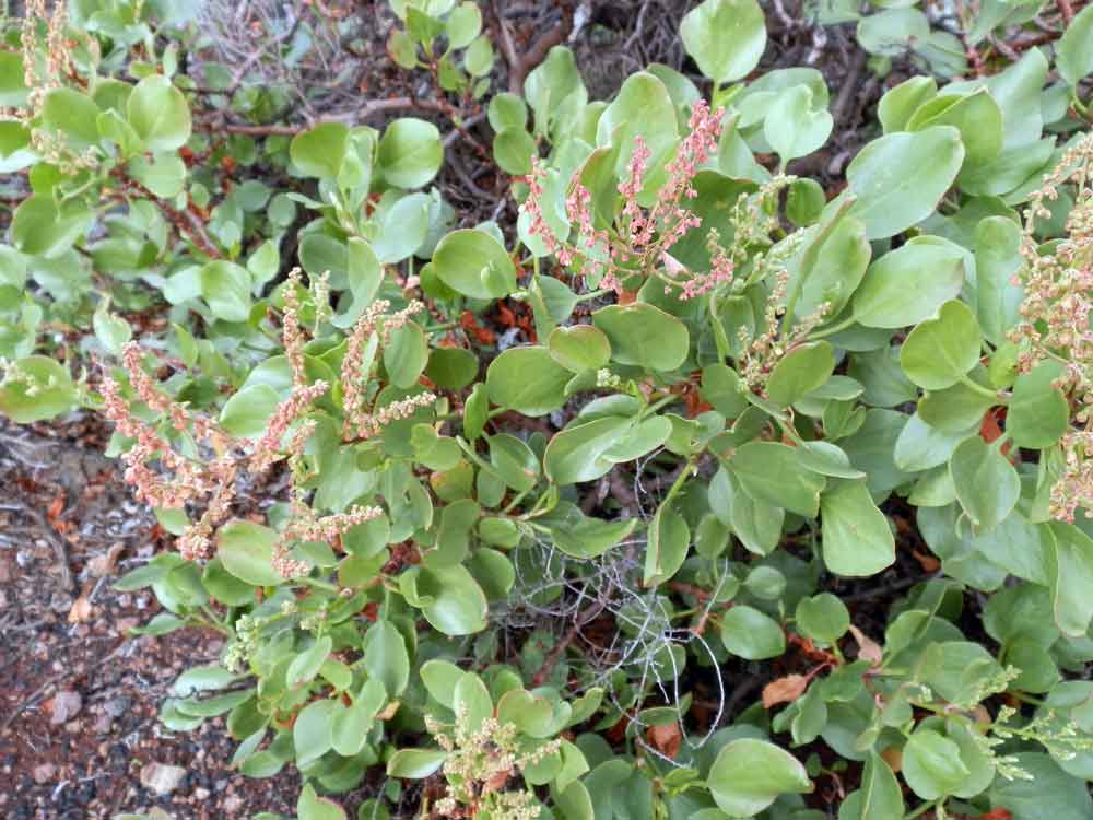 Rumex lunaria L.  - Canarie