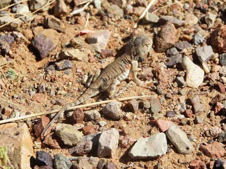 Agamidae: Phrynocephalus sp.   - Mongolia