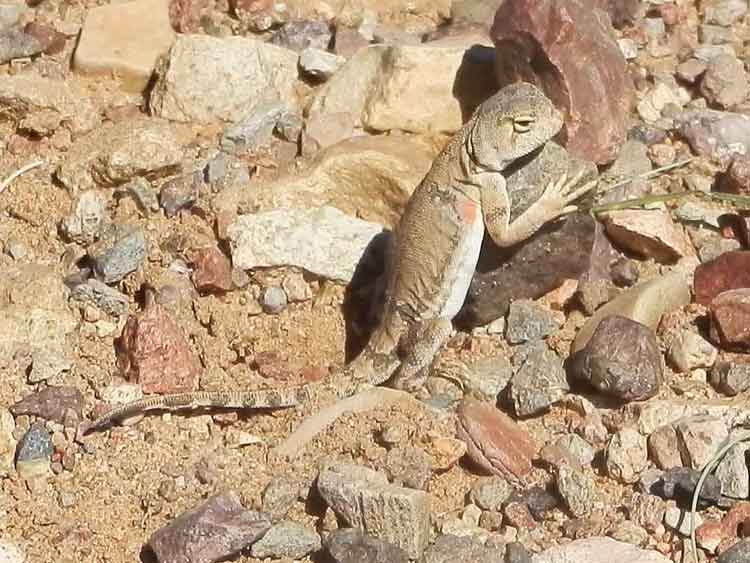 Agamidae: Phrynocephalus sp.   - Mongolia