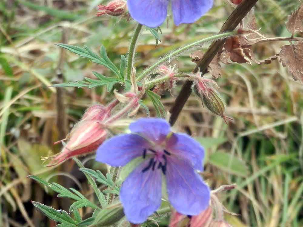 Geranium pratense (Geraniaceae) - Mongolia