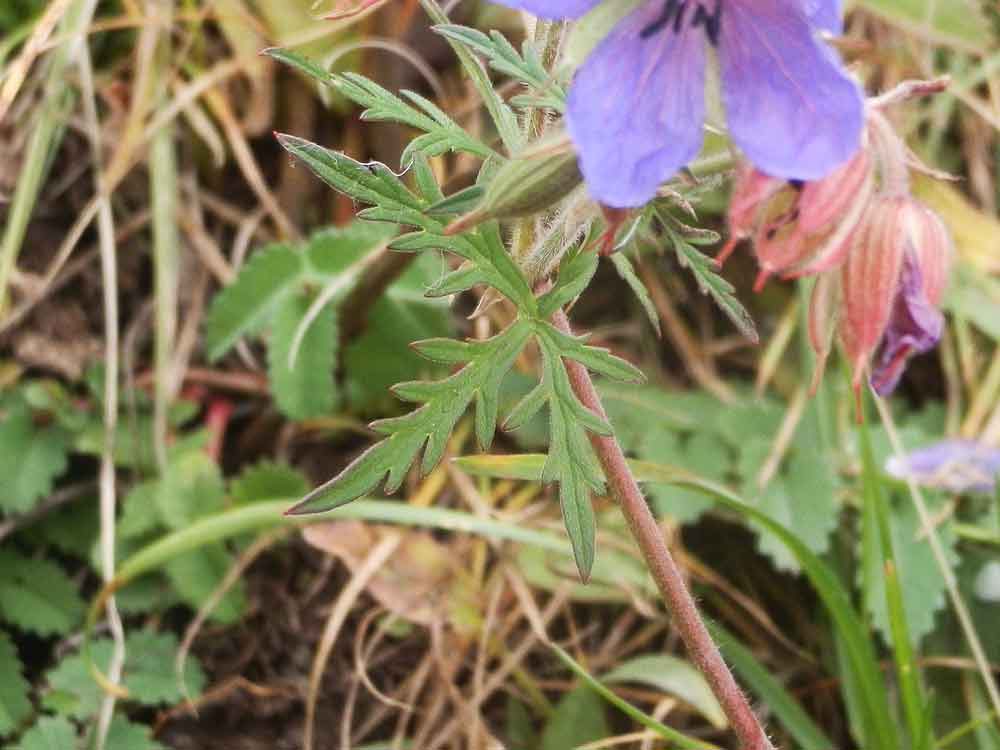 Geranium pratense (Geraniaceae) - Mongolia