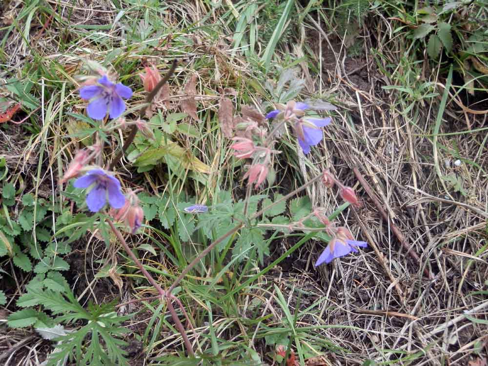 Geranium pratense (Geraniaceae) - Mongolia