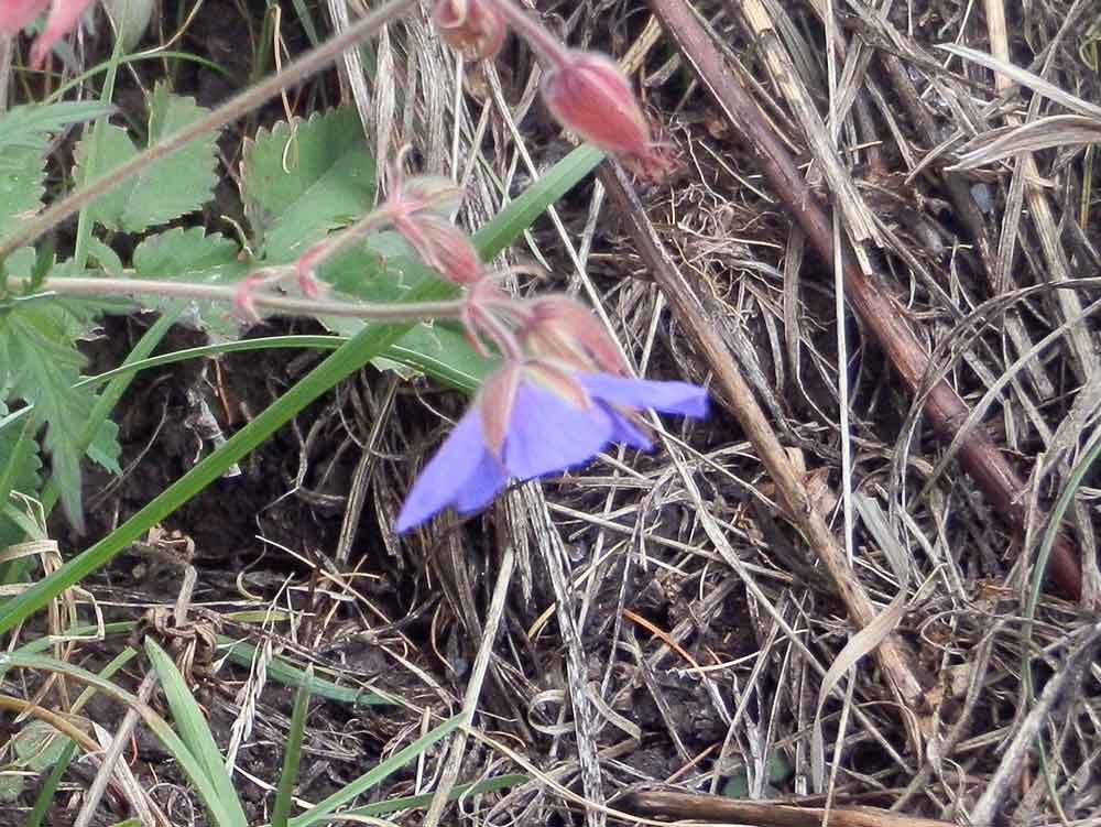 Geranium pratense (Geraniaceae) - Mongolia