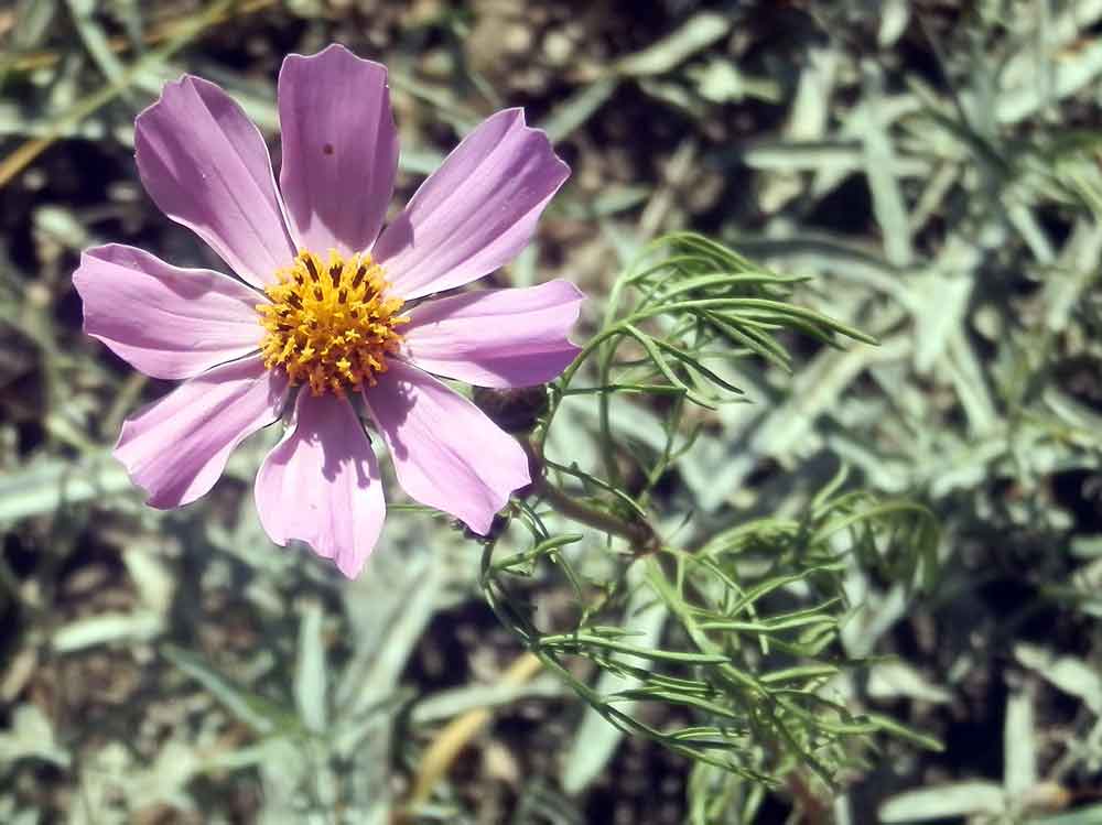 Cosmos bipinnatus (Asteraceae) - Mongolia [America]