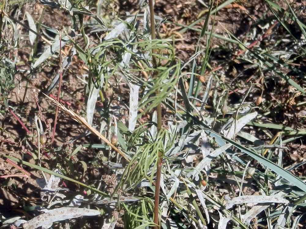 Cosmos bipinnatus (Asteraceae) - Mongolia [America]