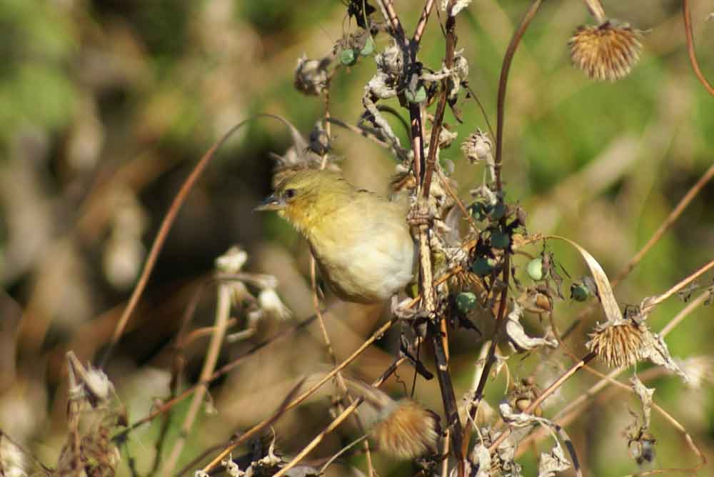 uccello 7 - Botswana