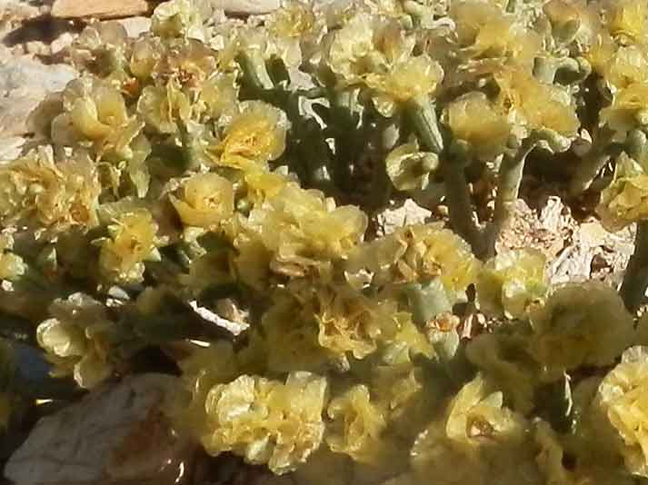 Anabasis brevifolia (Chenopodiaceae) - Mongolia