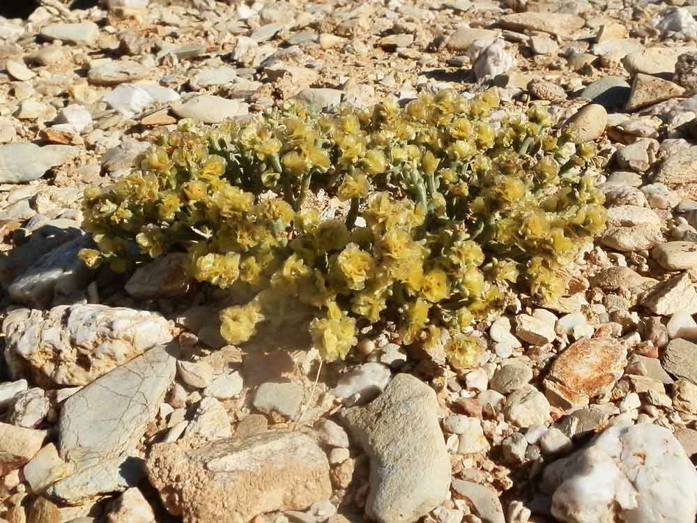 Anabasis brevifolia (Chenopodiaceae) - Mongolia