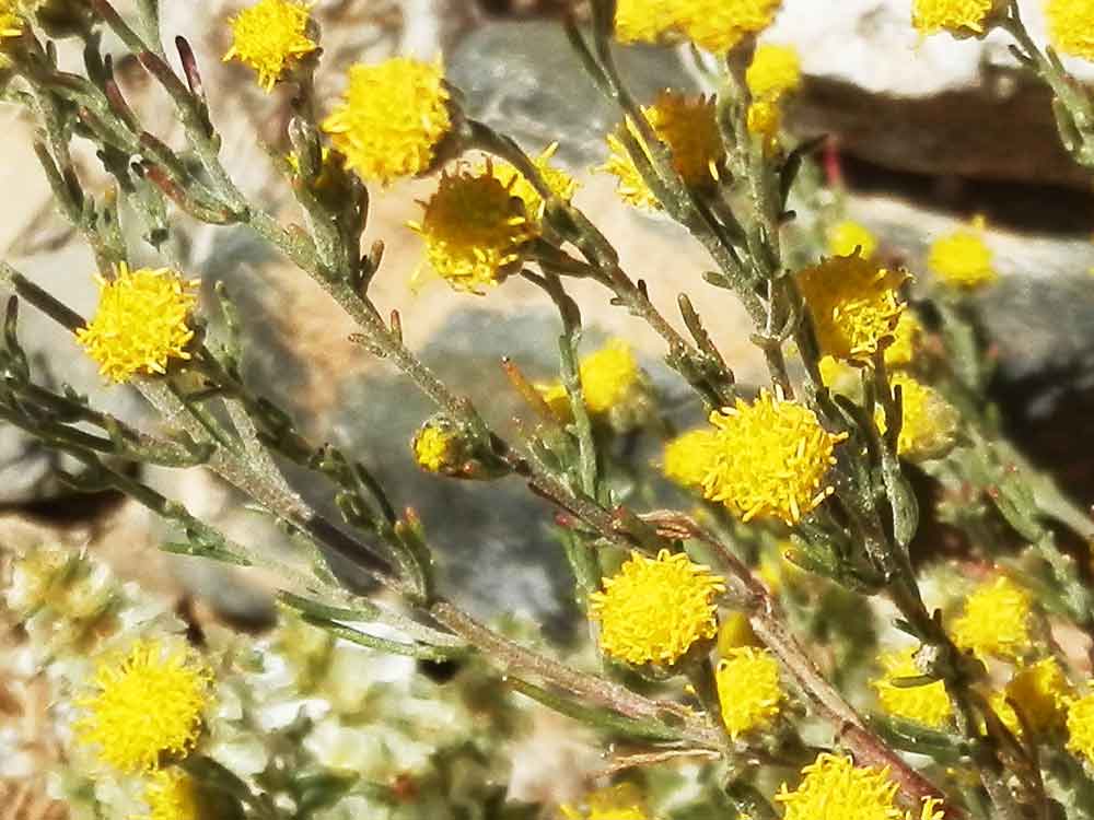 Stilpnolepis intricata (Asteraceae) - Mongolia