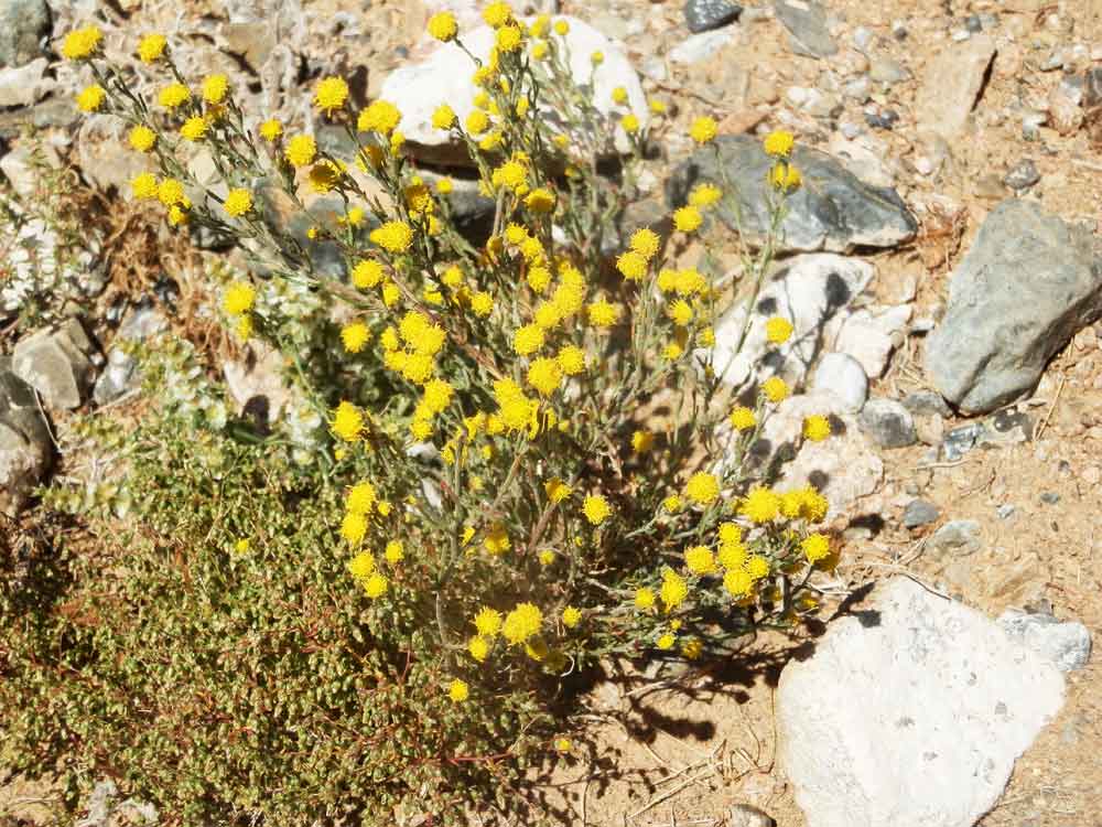 Stilpnolepis intricata (Asteraceae) - Mongolia