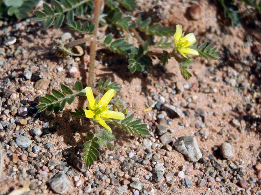 Tribulus terrestris L.- Zygophyllaceae - Mongolia