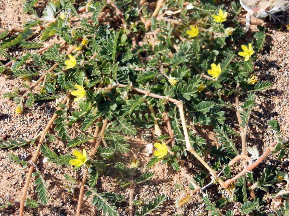 Tribulus terrestris L.- Zygophyllaceae - Mongolia