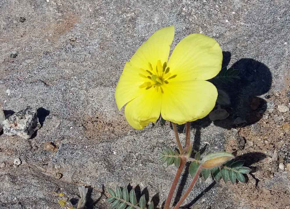 Tribulus cfr excrucians (Zygophyllaceae) - Namibia