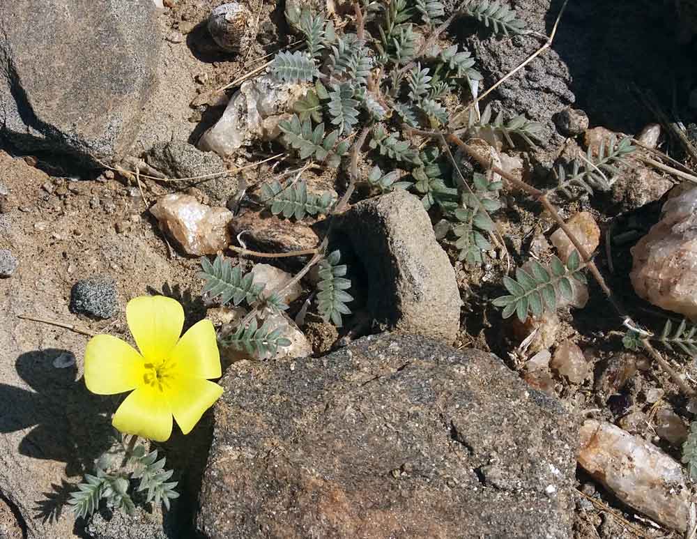 Tribulus cfr excrucians (Zygophyllaceae) - Namibia