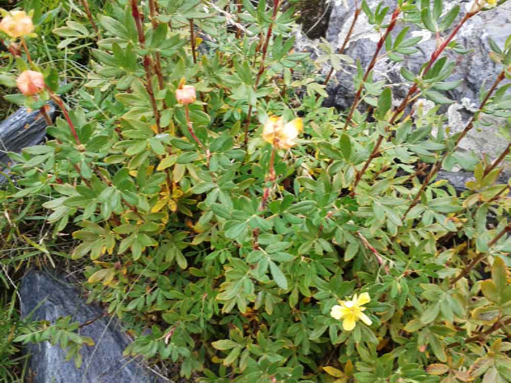 Potentilla fruticosa cfr.  (Rosaceae)   - Mongolia