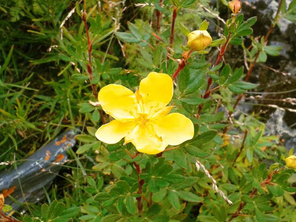 Potentilla fruticosa cfr.  (Rosaceae)   - Mongolia