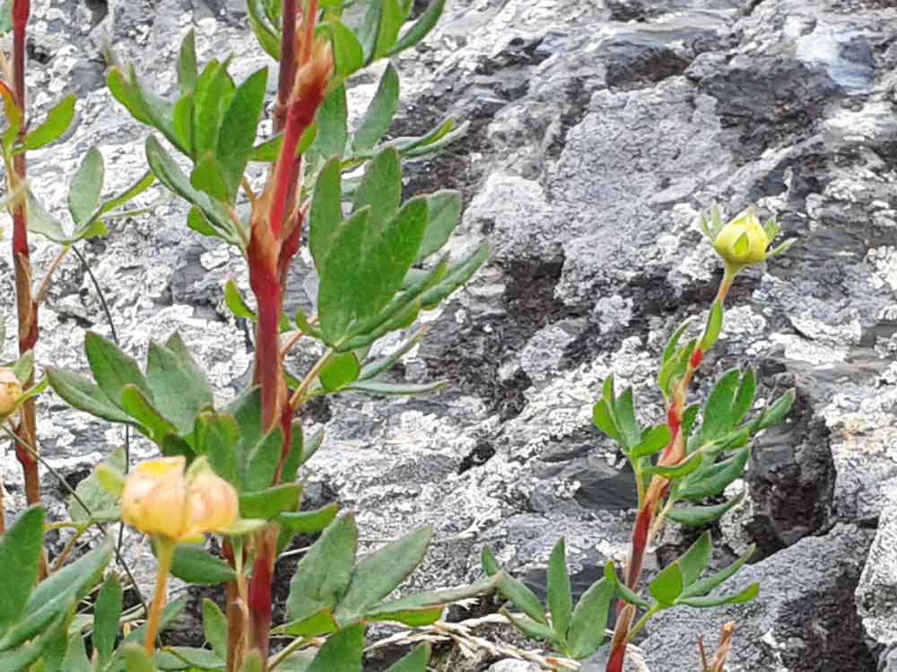 Potentilla fruticosa cfr.  (Rosaceae)   - Mongolia