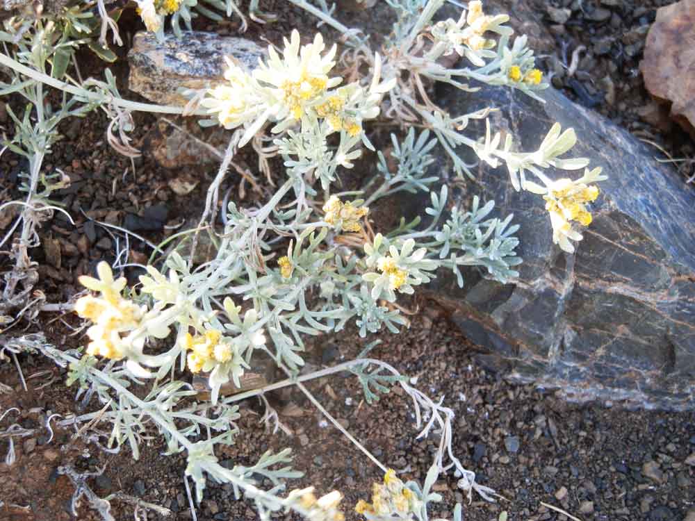 Ajania fruticulosa cfr. (Asteraceae) Mongolia