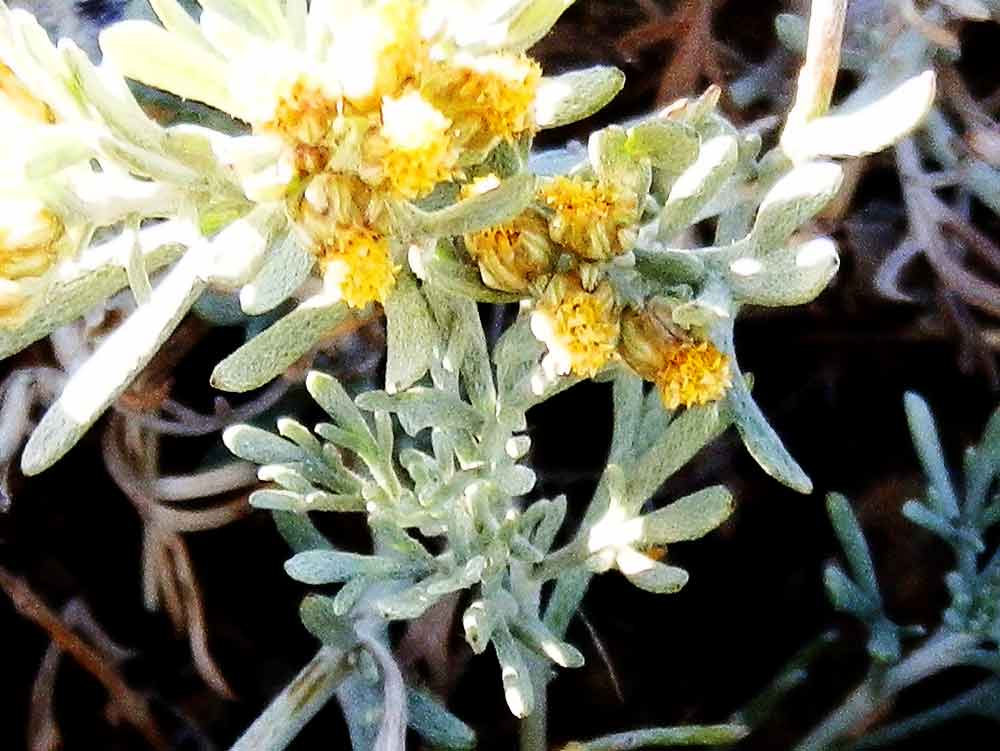 Ajania fruticulosa cfr. (Asteraceae) Mongolia