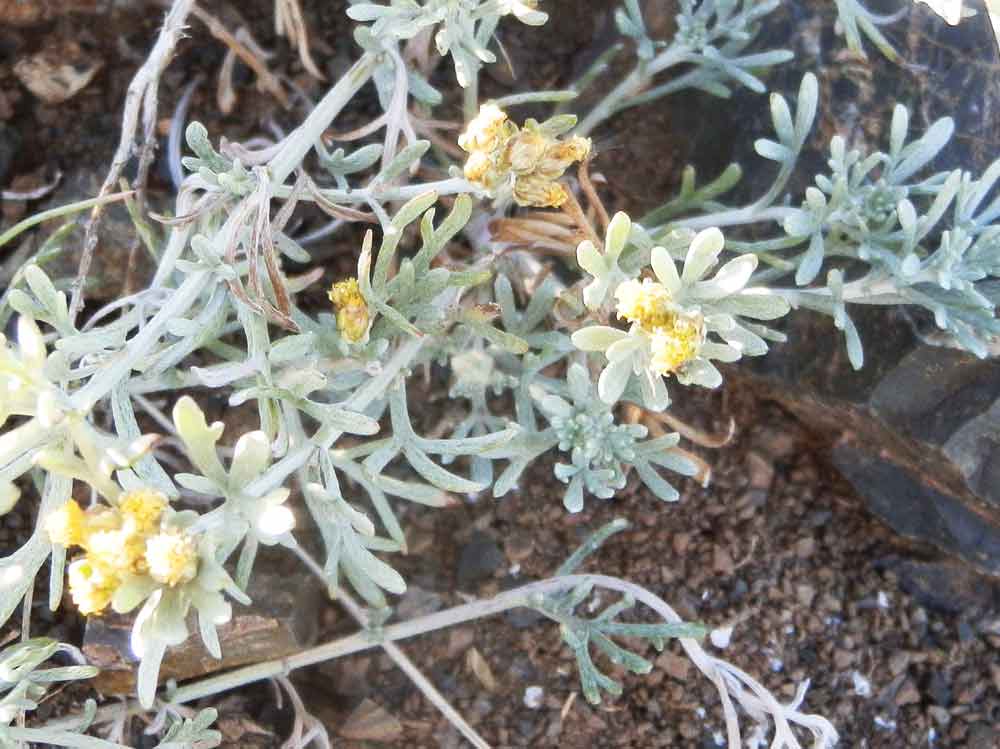 Ajania fruticulosa cfr. (Asteraceae) Mongolia