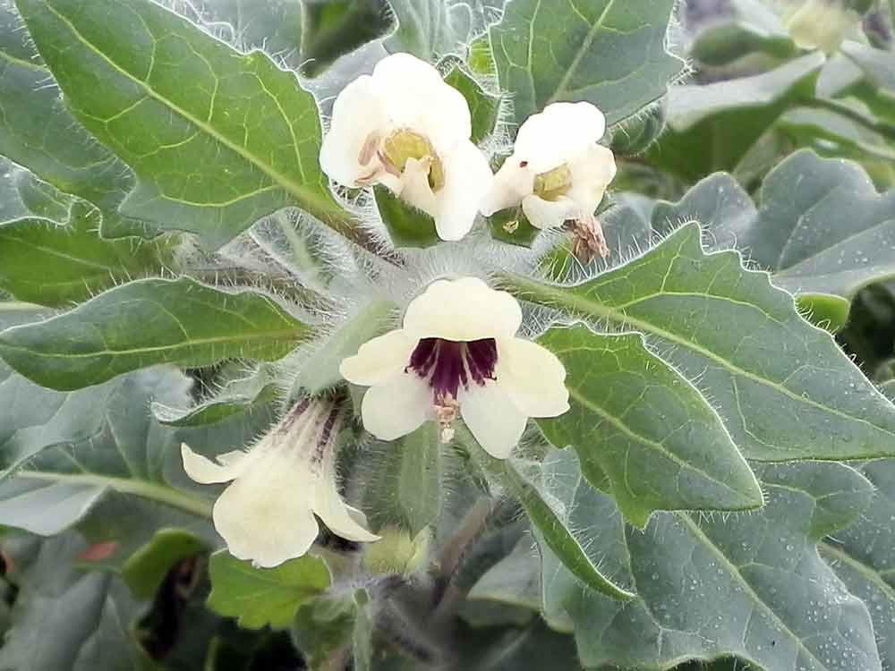 Hyoscyamus albus - Canarie