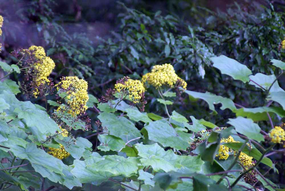 Senecio mikanioides - Canarie