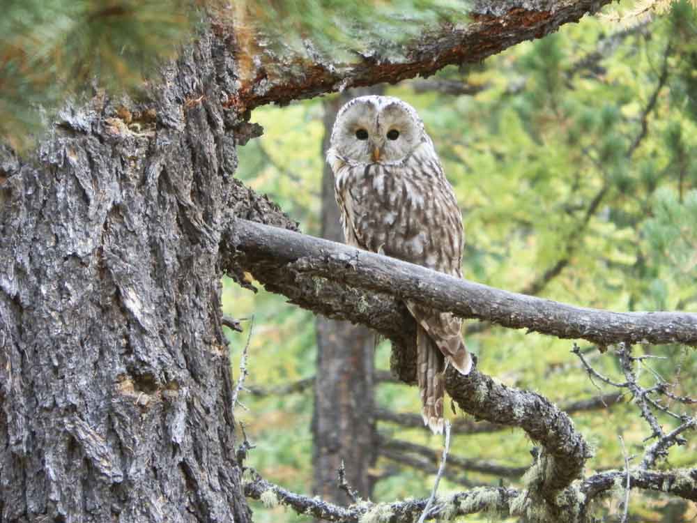 Allocco degli Urali (Strix uralensis) - Mongolia