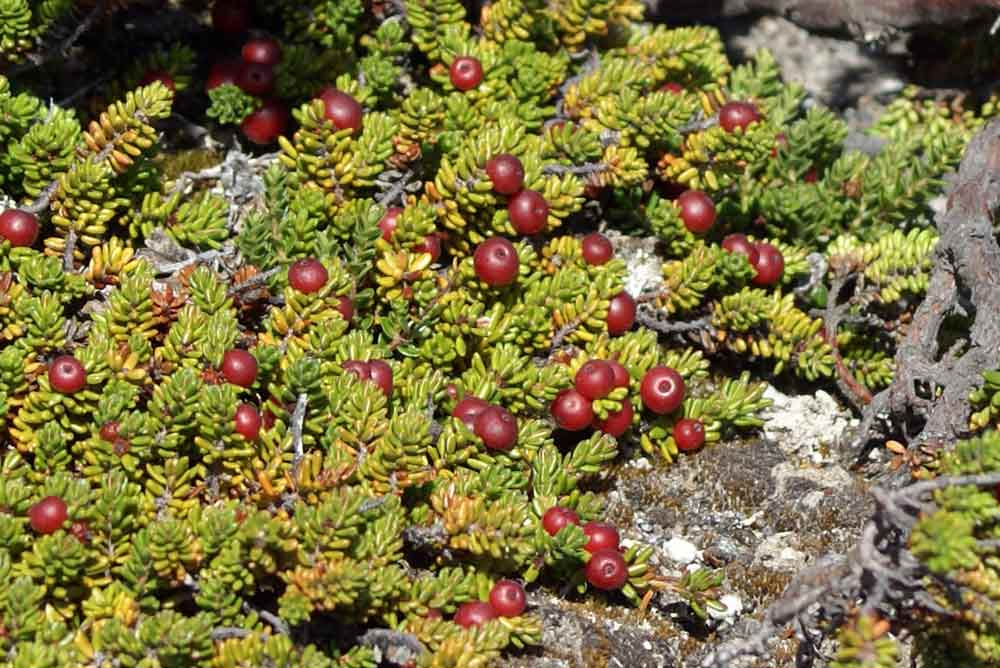 Patagonia 4 - Empetrum rubrum