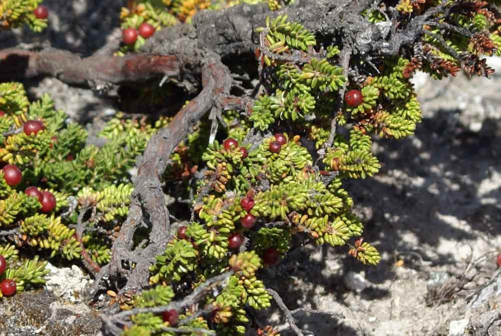 Patagonia 4 - Empetrum rubrum