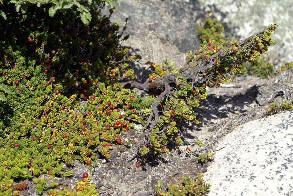 Patagonia 4 - Empetrum rubrum