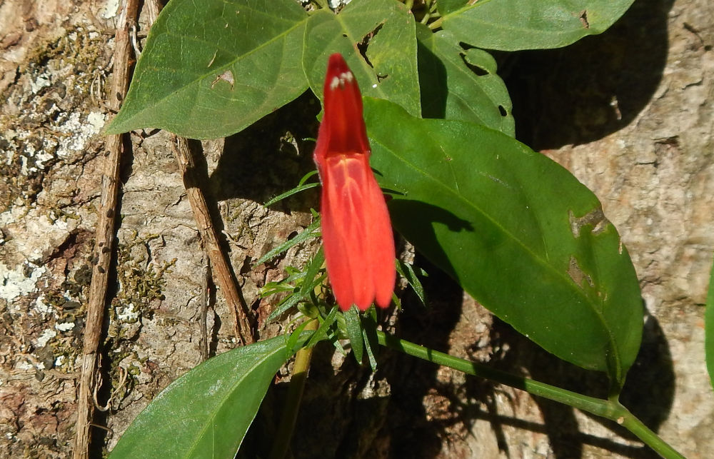 Brasile - Iguaz: Justicia brasiliana (Acanthaceae)