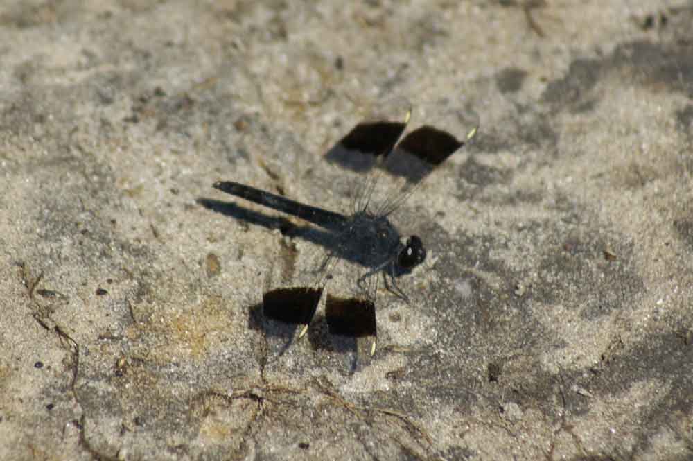 Libellula 2 - Botswana