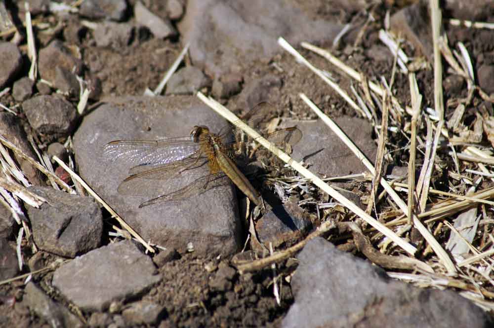 Libellula 1 - Botswana