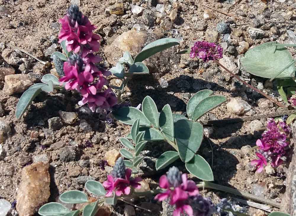 Indigofera auricoma (Fabaceae) - Namibia