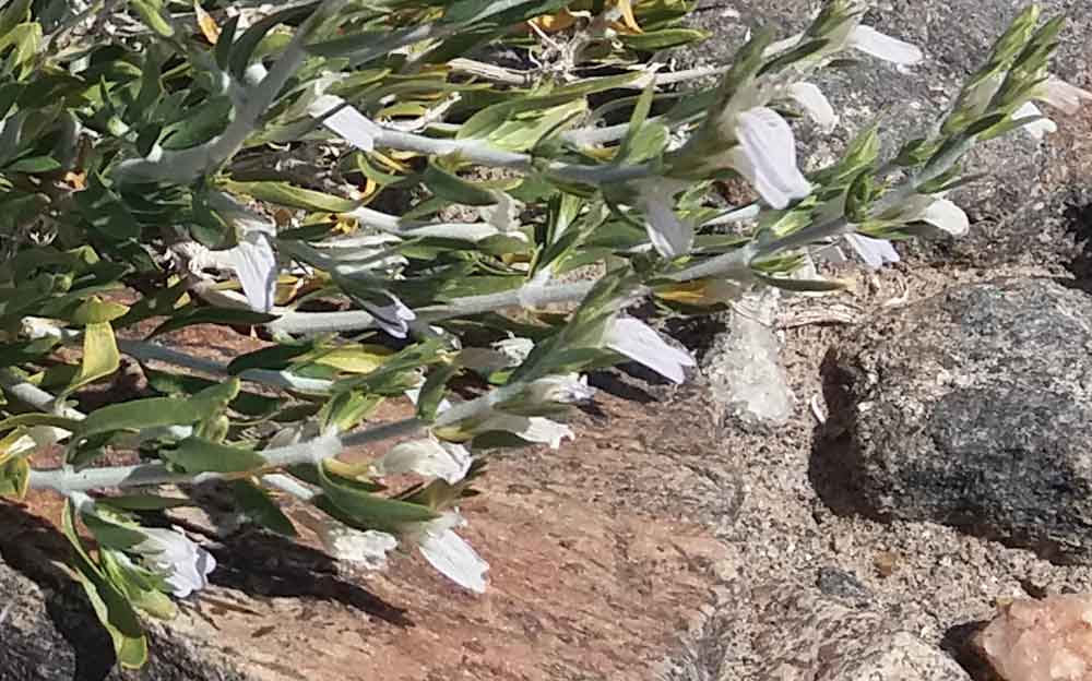 Monechma genistifolium (Acanthaceae) - Namibia