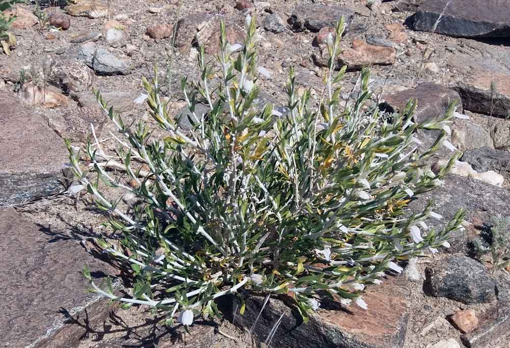 Monechma genistifolium (Acanthaceae) - Namibia