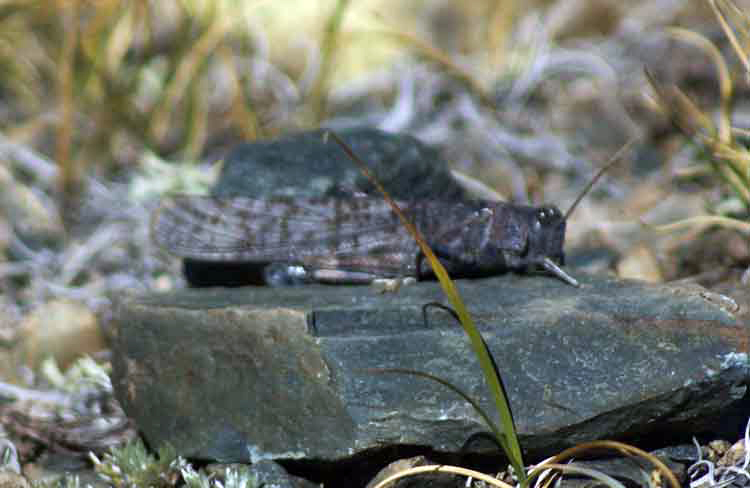 Locusta? -  Mongolia