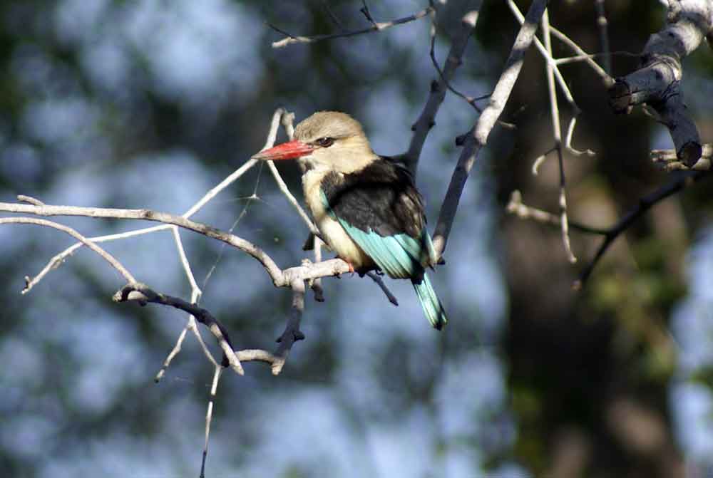 Martin pescatore - Botswana