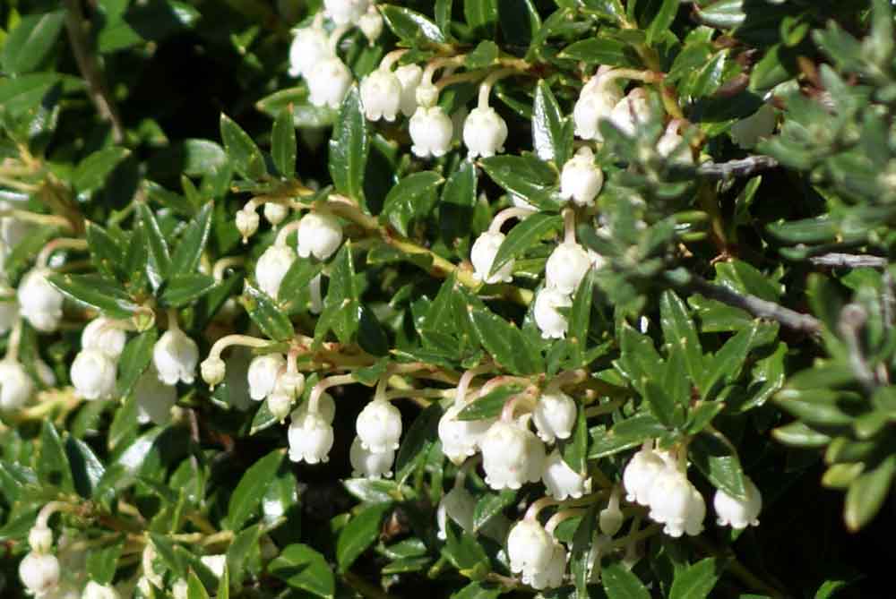 Patagonia 5 - Gaultheria sp.