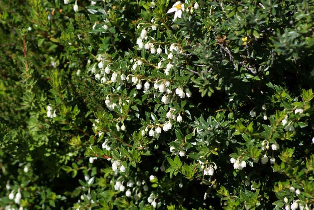 Patagonia 5 - Gaultheria sp.