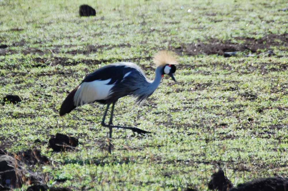 Tanzania - Gru coronata (Balearica regulorum)