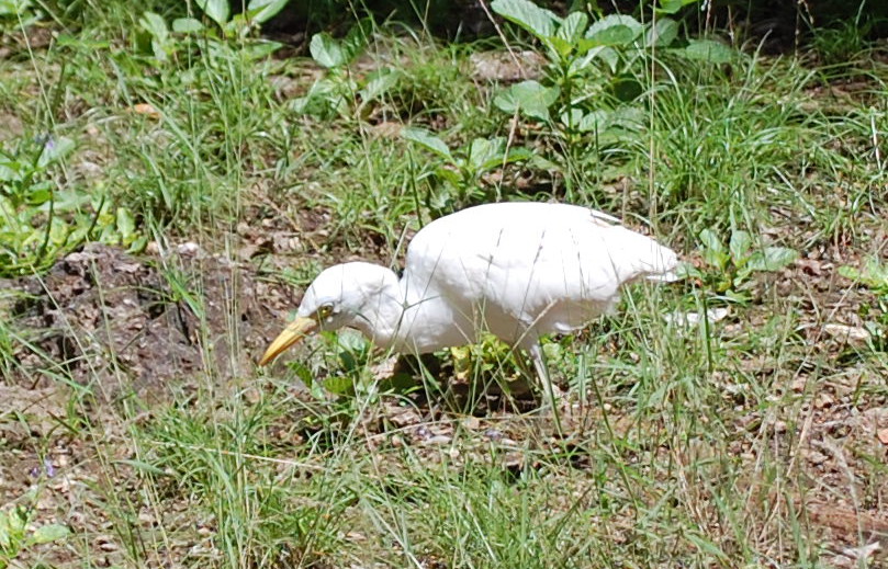 Zanzibar - Airone guardabuoi? S. Bubulcus ibis