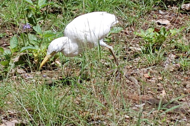 Zanzibar - Airone guardabuoi? S. Bubulcus ibis