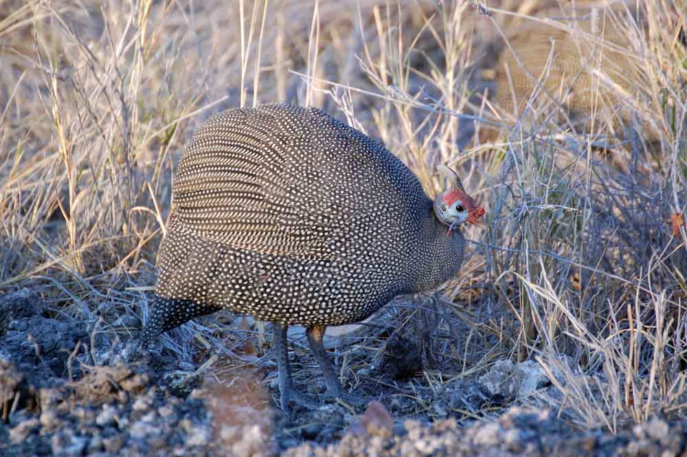 Numidia meleagris / Faraona - Namibia