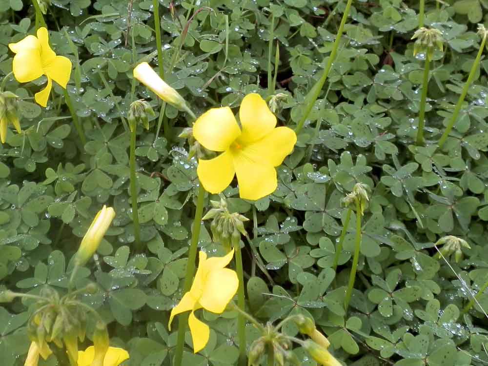 Oxalis pes-caprae L.  - Canarie