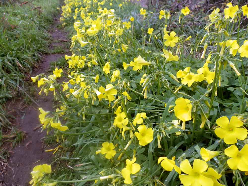 Oxalis pes-caprae L.  - Canarie