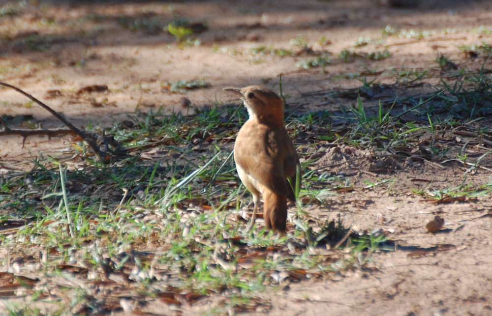 Brasile - uccello nel Pantanal: cfr. Furnarius rufus