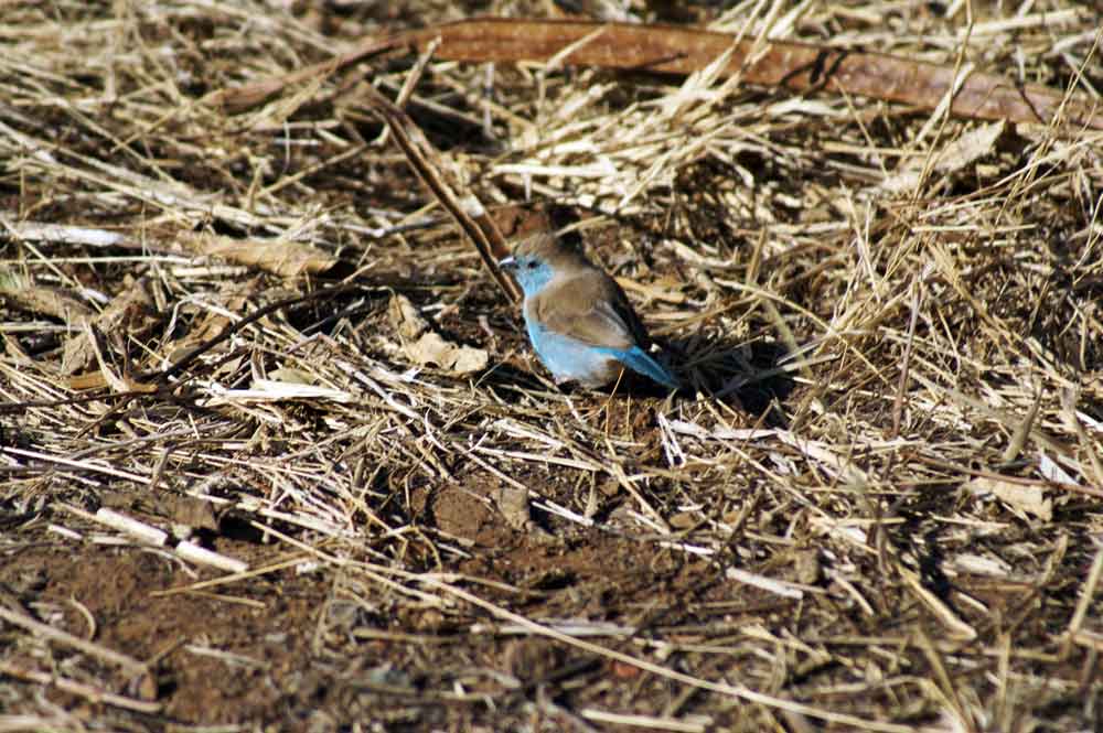 uccello 5 - Botswana