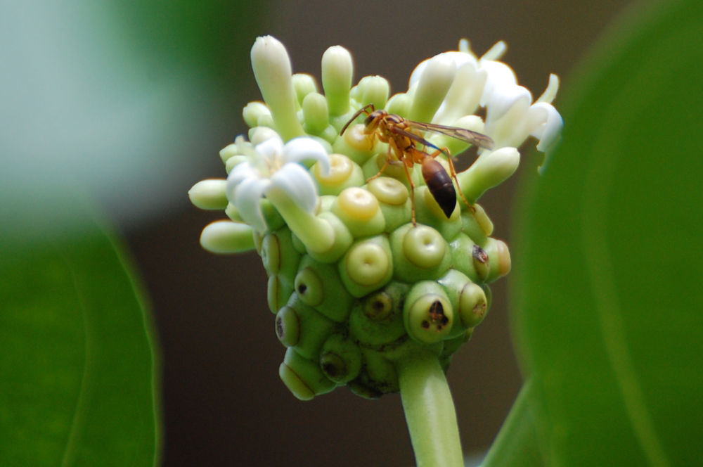 Brasile - nei Lenis Maranhenses: Morinda citrifolia  (Rubiaceae)